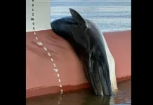 Kontejneraš uplovio u luku Camden s uginulim kitom na pramcu, pokrenuta istraga