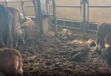 Nove snimke otkrivaju uvjete na brodu za prijevoz stoke koji je tjednima bio zadržan ispred Turske